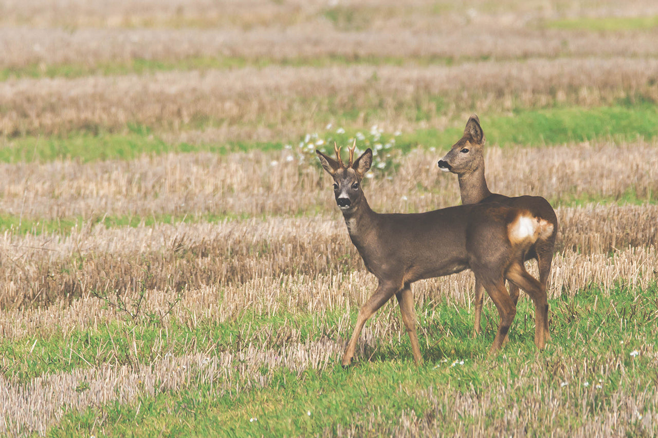 Hvordan håndterer man nedlagt klovbærende vildt? – En komplet guide til nyjægere