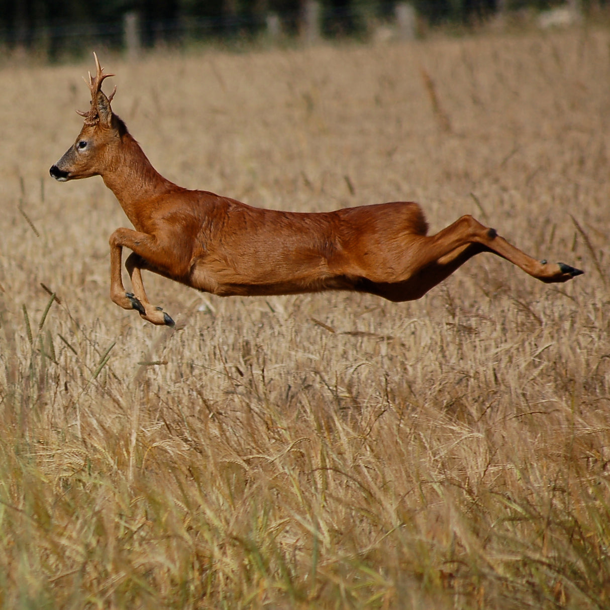 Bliv skarp på løbende vildt med JAFI