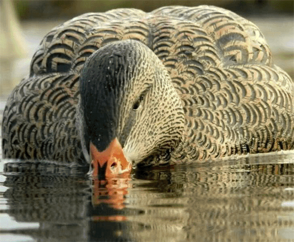Avian-X Back Water Lokkeand - Gråand - 6 stk.