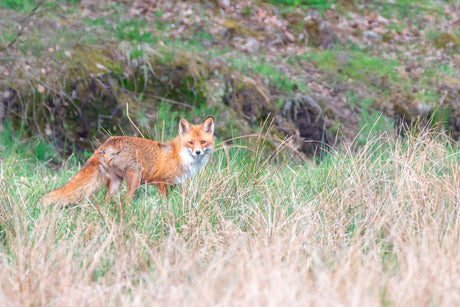 Temaaften: Lokkejagt på ræv med Sandor Hestbæk Markus