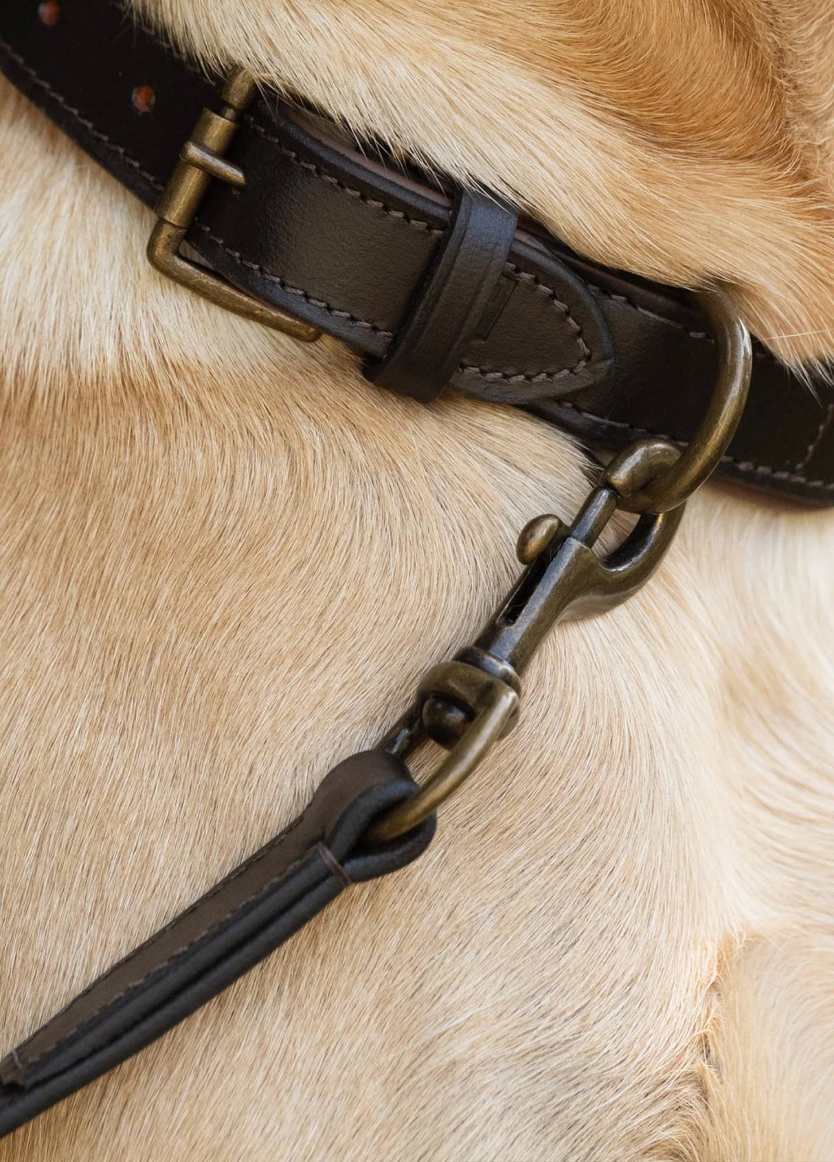 Dubarry Ranger Læder Hundeline - Mahogany